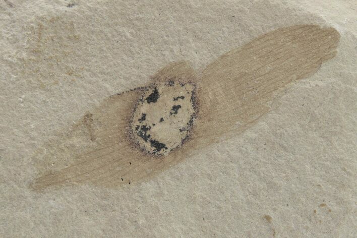 Fossil Winged Seed (Ailanthus) - Wyoming #219778